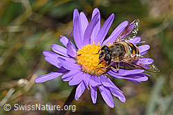 Eristalis tenax on Aster alpinus (F281052)