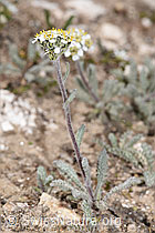 Zwerg-Schafgarbe (Achillea nana) (F281059)