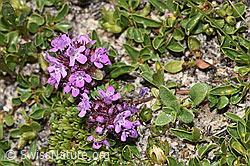 Vielhaariger Thymian (Thymus praecox ssp. polytrichus) (08.2024, F281061)