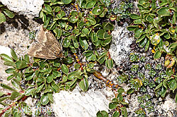 Pyrausta aerealis (Rüsselzünsler) auf Stumpfblättrige Weide (Salix retusa) (F281074) Pyrausta aerealis (Rüsselzünsler) auf Stumpfblättrige Weide (Salix retusa) (F281074)