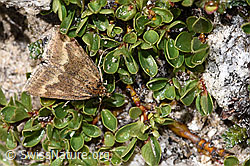 Pyrausta aerealis (Rüsselzünsler) auf Stumpfblättrige Weide (Salix retusa) (F281075) Pyrausta aerealis (Rüsselzünsler) auf Stumpfblättrige Weide (Salix retusa) (F281075)