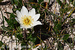 Silberwurz (Dryas octopetala) (F281080) Silberwurz (Dryas octopetala) (F281080)