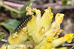 Alpen-Widderchen Raupe (Zygaena exulans) auf Alpen-Wundklee (Anthyllis vulneraria ssp. alpestris) (F281083) Alpen-Widderchen Raupe (Zygaena exulans) auf Alpen-Wundklee (Anthyllis vulneraria ssp. alpestris) (F281083)