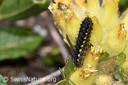 Alpen-Widderchens Raupe (Zygaena exulans)