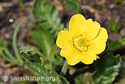 Gemeine Berg-Nelkenwurz (Geum montanum) (08.2024, F281103)