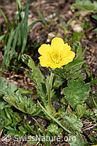 Gemeine Berg-Nelkenwurz (Geum montanum) (08.2024, F281105)