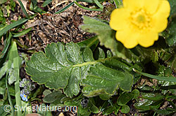 Geum montanum (F281106)