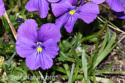 Langsporniges Stiefmütterchen (Viola calcarata) (F281125) Langsporniges Stiefmütterchen (Viola calcarata) (F281125)