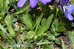 Langsporniges Stiefmütterchen (Viola calcarata) (F281128) Langsporniges Stiefmütterchen (Viola calcarata) (F281128)