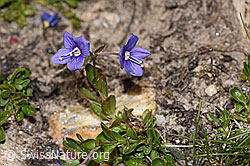 Felsen-Ehrenpreis (Veronica fruticans) (F281160) Felsen-Ehrenpreis (Veronica fruticans) (F281160)