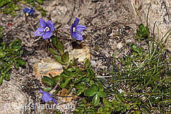 Felsen-Ehrenpreis (Veronica fruticans) (F281162) Felsen-Ehrenpreis (Veronica fruticans) (F281162)