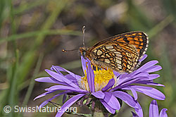 Wachtelweizen-Scheckenfalter (Melitaea athalia) auf Bärtige Glockenblume (Campanula barbata)