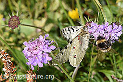 Hochalpenapollo (Parnassius phoebus) auf Glänzender Skabiose (Scabiosa lucida)