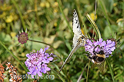 Hochalpenapollo (Parnassius phoebus) auf Glänzender Skabiose (Scabiosa lucida) (F284135)