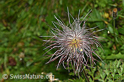 Schwefel-Anemone (Pulsatilla alpina ssp. apiifolia) (31.08.2024, F285298)