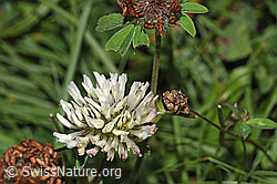 Schnee-Klee (Trifolium pratense ssp. nivale) (F285345) Schnee-Klee (Trifolium pratense ssp. nivale) (F285345)