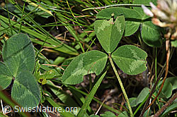 Schnee-Klee (Trifolium pratense ssp. nivale) (F285346) Schnee-Klee (Trifolium pratense ssp. nivale) (F285346)