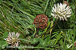 Schnee-Klee (Trifolium pratense ssp. nivale) (F285348) Schnee-Klee (Trifolium pratense ssp. nivale) (F285348)