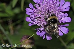 Pyrenäenhummel (Bombus pyrenaeus) auf Glänzender Skabiose (Scabiosa lucida) (F285365) Pyrenäenhummel (Bombus pyrenaeus) auf Glänzender Skabiose (Scabiosa lucida) (F285365)