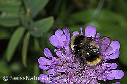 Pyrenäenhummel (Bombus pyrenaeus) auf Glänzender Skabiose (Scabiosa lucida) (F285367) Pyrenäenhummel (Bombus pyrenaeus) auf Glänzender Skabiose (Scabiosa lucida) (F285367)