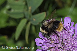 Pyrenäenhummel (Bombus pyrenaeus) auf Glänzender Skabiose (Scabiosa lucida) (F285368) Pyrenäenhummel (Bombus pyrenaeus) auf Glänzender Skabiose (Scabiosa lucida) (F285368)