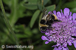 Pyrenäenhummel (Bombus pyrenaeus) auf Betonienblättrige Rapunzel (Phyteuma betonicifolium)