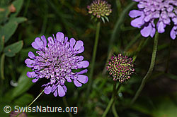 Glänzende Skabiose (Scabiosa lucida) (F285371) Glänzende Skabiose (Scabiosa lucida) (F285371)