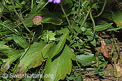 Glänzende Skabiose (Scabiosa lucida) (F285372) Glänzende Skabiose (Scabiosa lucida) (F285372)