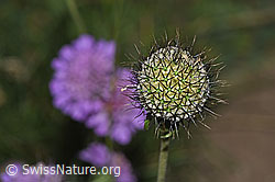 Glänzende Skabiose (Scabiosa lucida) (F285373) Glänzende Skabiose (Scabiosa lucida) (F285373)