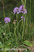 Glänzende Skabiose (Scabiosa lucida) (F285374) Glänzende Skabiose (Scabiosa lucida) (F285374)