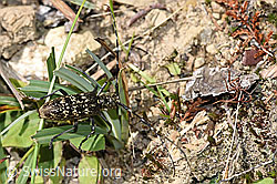 Schusterbock (Monochamus sutor) (F286933)