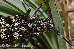 Schusterbock (Monochamus sutor) (F286937)