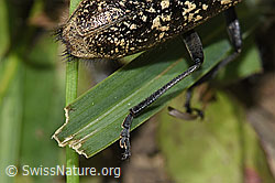 Schusterbock (Monochamus sutor) (F286943)