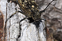 Schusterbock (Monochamus sutor) (F286945)