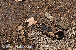 Rhyparochromus pini (F286949)