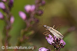 Rotbraune Sichelwanze (Nabis rugosus)
