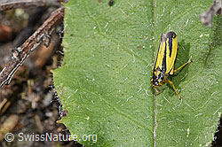Wiesenschmuckzikade (Evacanthus interruptus) (F287041) Wiesenschmuckzikade (Evacanthus interruptus) (F287041)