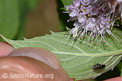 Mentha longifolia (F287373)