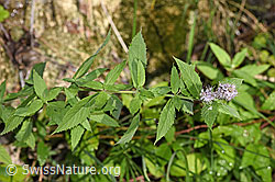 Mentha longifolia (F287375)