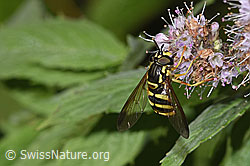Chrysotoxum cautum on Mentha longifolia (F287386)