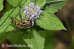 Grosse Sumpfschwebfliege (Helophilus trivittatus) auf Rossminze (Mentha longifolia) (F287422) Grosse Sumpfschwebfliege (Helophilus trivittatus) auf Rossminze (Mentha longifolia) (F287422)