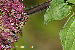 Nabis rugosus on Origanum vulgare (F287441)