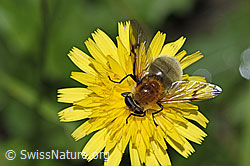 Gelbbraune Gebirgsschwebfliege (Arctophila superbiens) (F287473) Gelbbraune Gebirgsschwebfliege (Arctophila superbiens) (F287473)