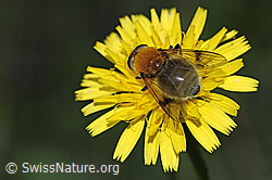 Gelbbraune Gebirgsschwebfliege (Arctophila superbiens) (F287477) Gelbbraune Gebirgsschwebfliege (Arctophila superbiens) (F287477)