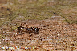 Foto: Waldknotenameise (Myrmica ruginodis)