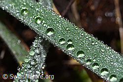 F287873: Wassertropfen auf Grashalm