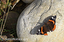 Admiral (Vanessa atalanta) (F287992) Admiral (Vanessa atalanta) (F287992)