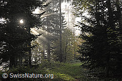 F288162: Nebel und Lichtstrahlen im Wald