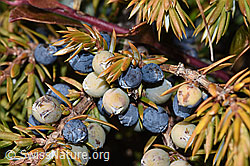 Alpen-Wacholder (Juniperus communis ssp. saxatilis) (03.11.2024, F288955)