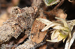 Photo: Anaceratagallia ribauti